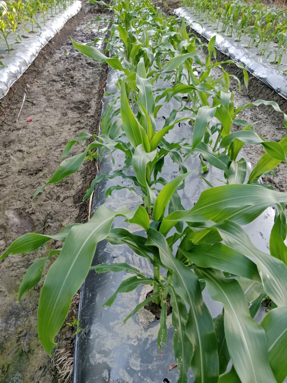 Kebun Jangung Desa Nareuhe