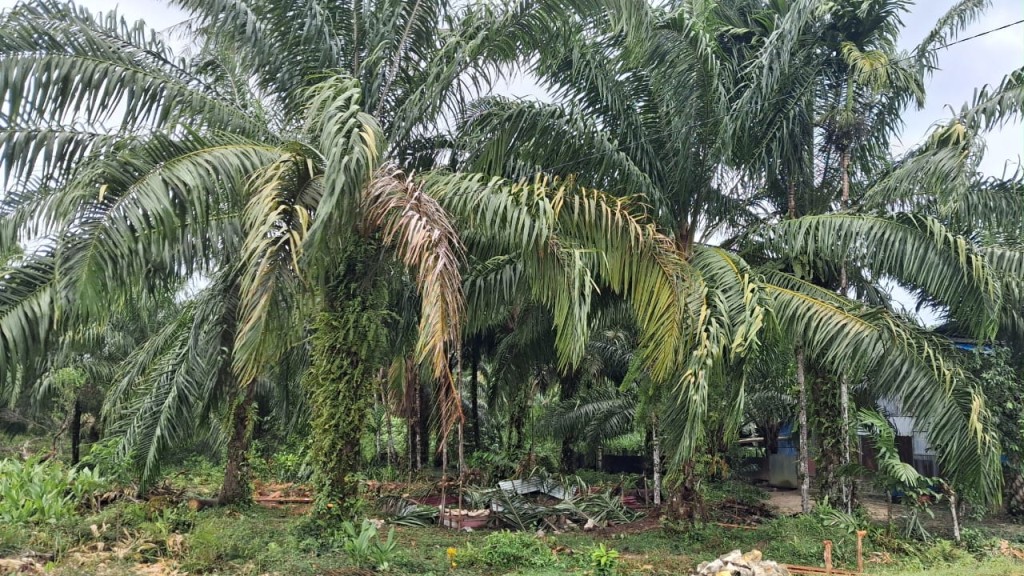 Perkebunan Sreuheawit Desa Na